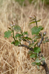 Young shoots of wine grape plants in vineyard in spring