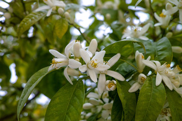 Seasonal blossom of orange tree, white flowers with strong smell