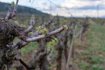 Young shoots of wine grape plants in vineyard in spring
