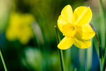 Osterglocke, gelbe Narzisse