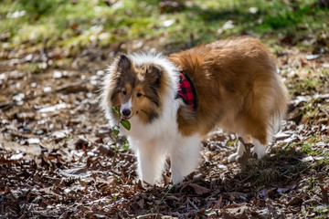 Curious Sheltie with Plant