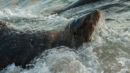 Galapagos seal playing in wave