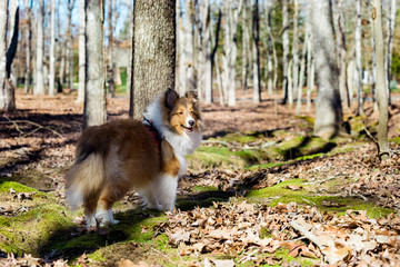 Shelties in the Grass