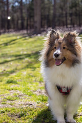 Fototapeta na wymiar Smiling Summer Sheltie