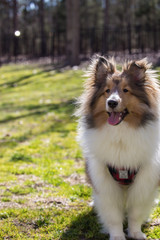 Smiling Summer Sheltie