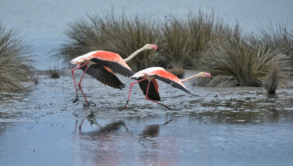 France Camargue - falmingo double take-off