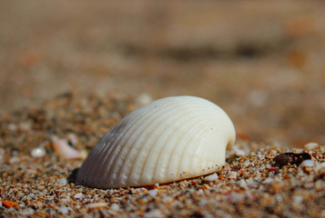 conchiglia bianca