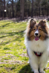 Smiling Summer Sheltie