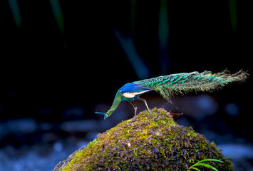 Elegant male peacock on a rock covered with moss 