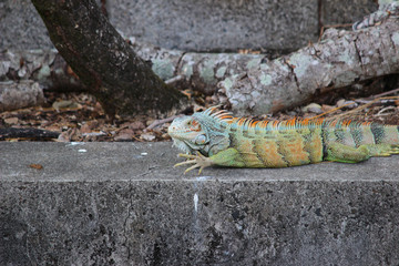 iguana al sole