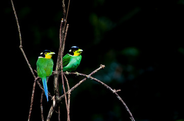 Long-tailed Broadbill on branch in nature