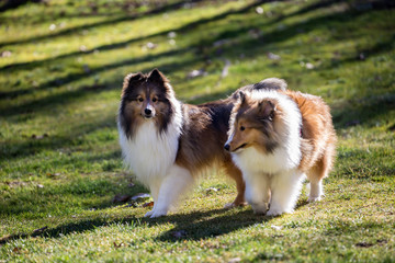 Shelties in the Grass