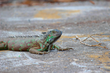 iguana al sole