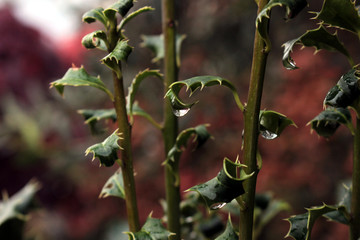 gocce di pioggia su foglia