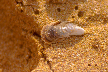 clam shell