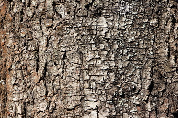 Birch bark close up - texture for background