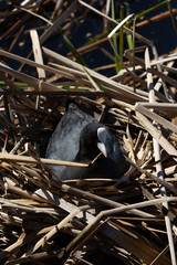 Black water bird resting in its nest