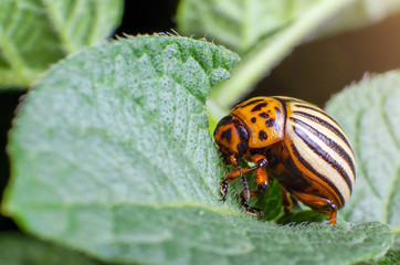 Colorado potato beetle eats green potato leaves