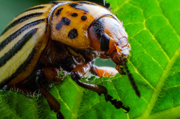 Colorado potato beetle eats green potato leaves
