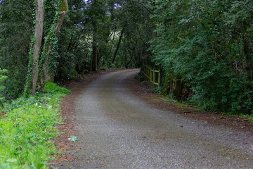 Way into the forest passing through a bridge to cross the river
