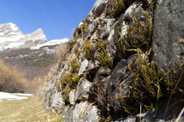 Ferns growing in the stone wall with snowy mountains in the background