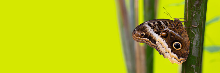Beautiful butterfly on a bambu stick with a bright green and yellow background