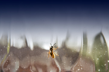 Wasp crawling over inside of a window pane,England,United Kingdom