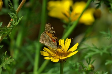 a colorful butterfly sits on a yellow flower