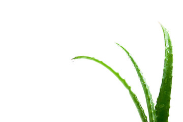 Fresh aloe vera leaves with water drops on white background