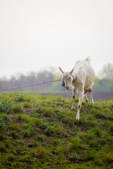 Obraz premium One female white goat standing on green grass on top of hill at sunset with blue sky in background