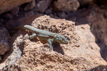 curious little lizard standing on a rock in the sun