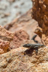 curious little lizard standing on a rock in the sun