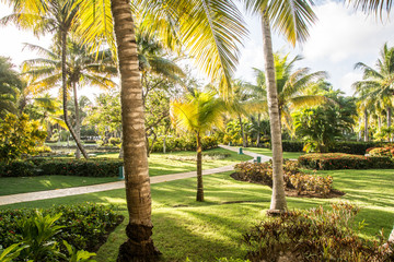 Fototapeta premium lush garden