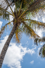 Obraz premium coconut palm tree with fruits and blue sky