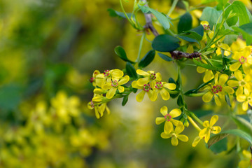 Yellow clove currant flowers in the woods in Spring