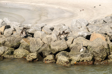 pelicans on rocks