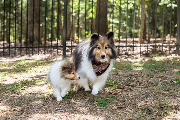 Sheltie Mom With Baby