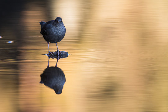 American Dipper