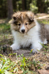 Sheltie Puppy Lying Down