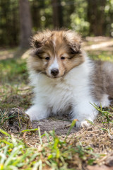 Sheltie Puppy Lying Down