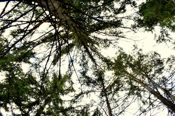 Dense trees on mountains and green flora in Switzerland