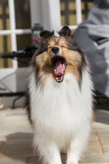 Yawning Sheltie