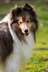 Sheltie in the Yard