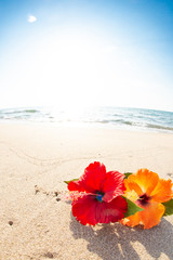 海とハイビスカス © 歌うカメラマン