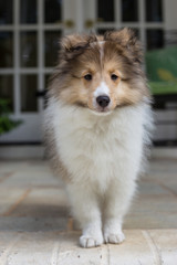 Posing Sable Sheltie