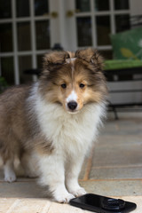 Posing Sable Sheltie
