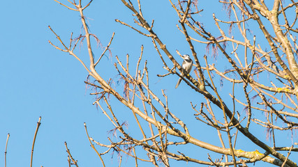 Pied Wagtail