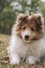 Contemplative Sheltie 