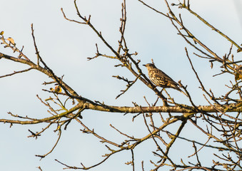 Song Thrush