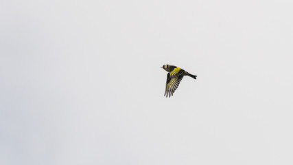 Goldfinch